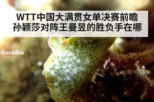 WTT中国大满贯女单决赛前瞻 孙颖莎对阵王曼昱的胜负手在哪